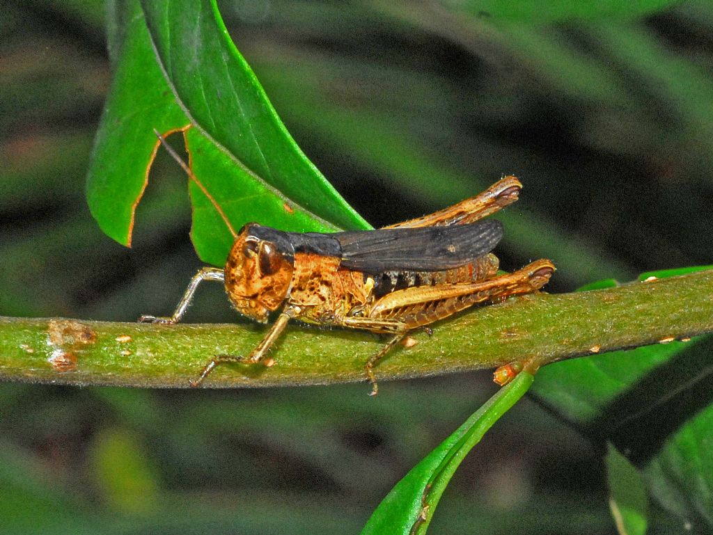 Chorthippus (Glyptobothrus) brunneus brunneus, femmina